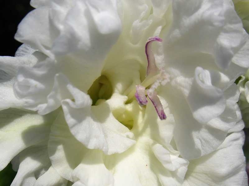 картинки цветы гладиолусы