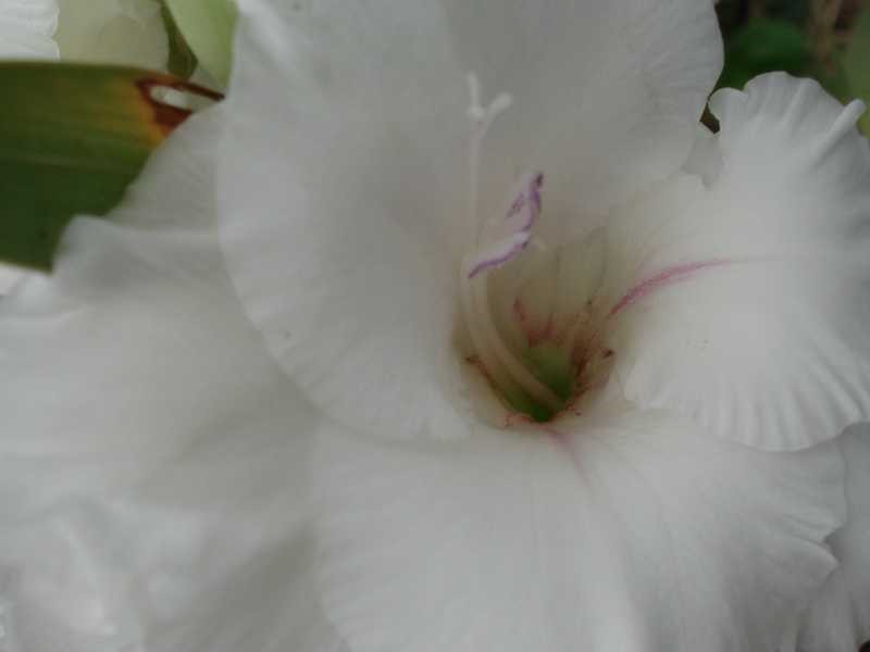 фото цветов гладиолус
