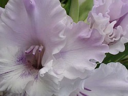  цветок гладиолус 
