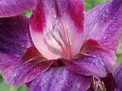  гладиолусы цветы фото